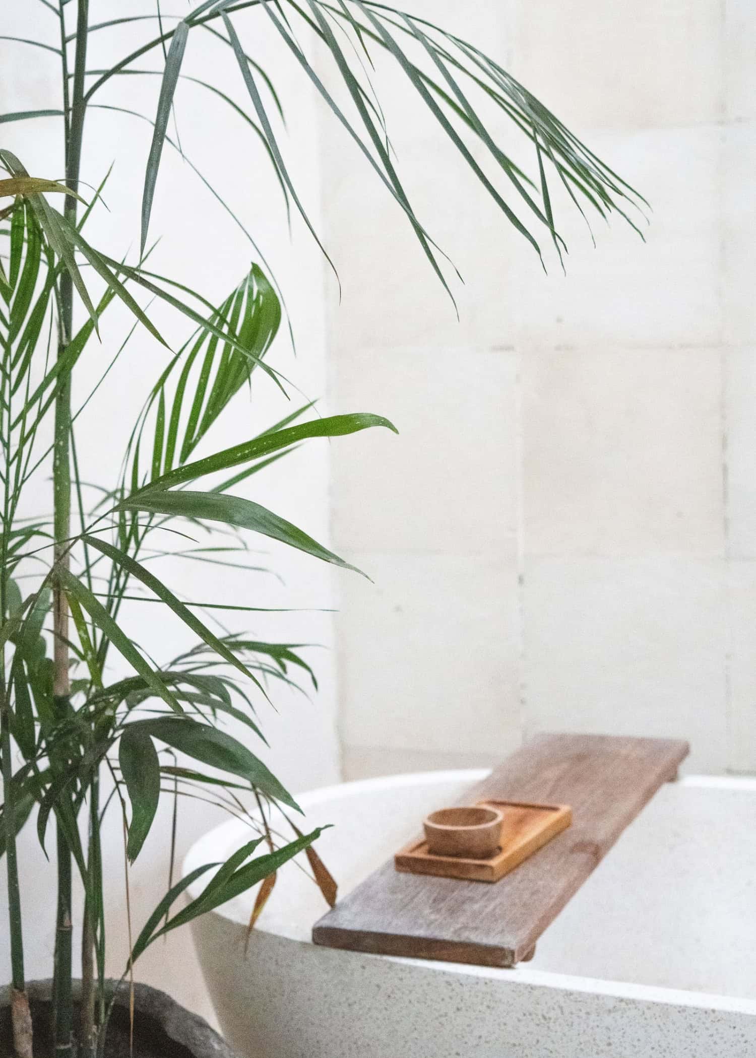 A lush potted palm plant stands beside a modern bathtub with a wooden caddy.